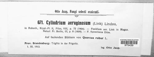 Cylindrium aeruginosum image